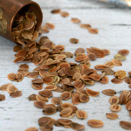 Parsnip Seeds 'Pearl' F1