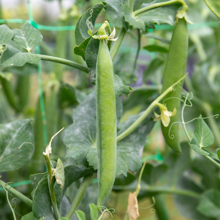 Pea 'Alderman'