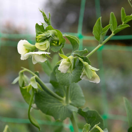 Pea 'Alderman'