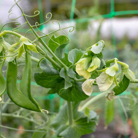 Mangetout Pea Seeds 'Delikata'