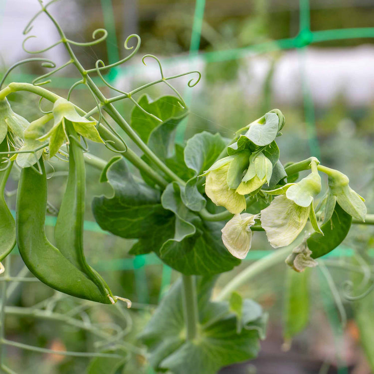 Mangetout Pea Seeds 'Delikata'