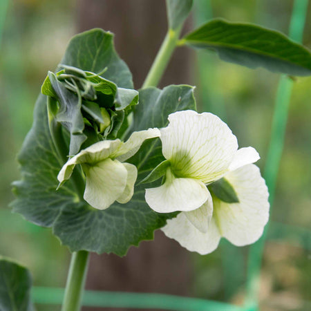 Mangetout Pea Seeds 'Delikata'