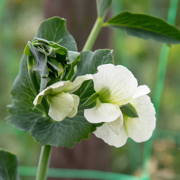 Mangetout Pea Seeds 'Delikata'