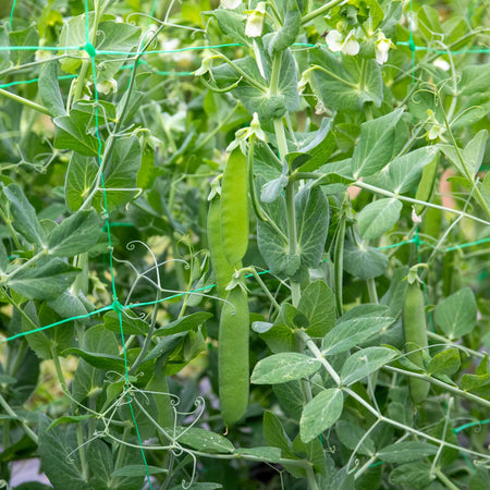 Mangetout Pea Seeds 'Delikata'