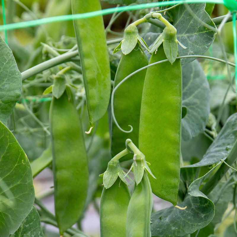 Mangetout Pea Seeds 'Delikata'
