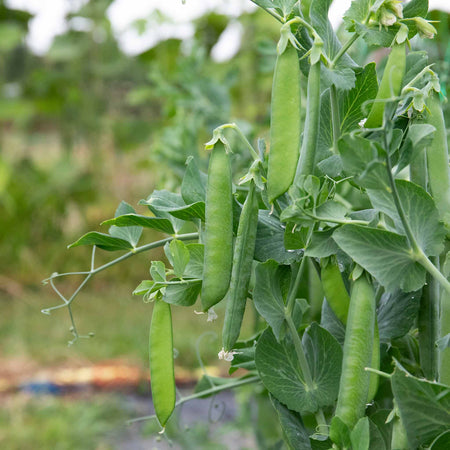 Mangetout Pea Seeds 'Delikata'