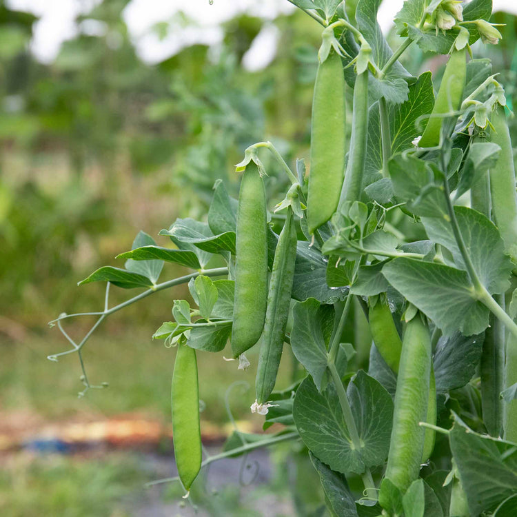 Mangetout Pea Seeds 'Delikata'