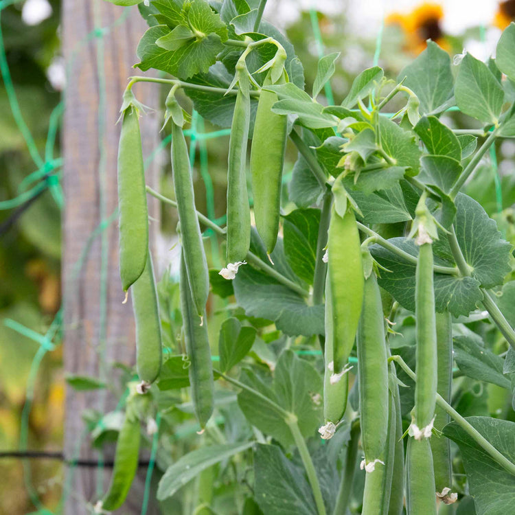 Mangetout Pea Seeds 'Delikata'