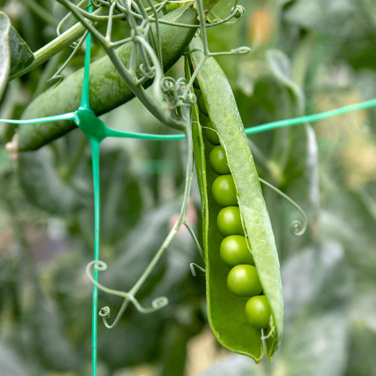 Pea Seeds 'Kelvedon Wonder'