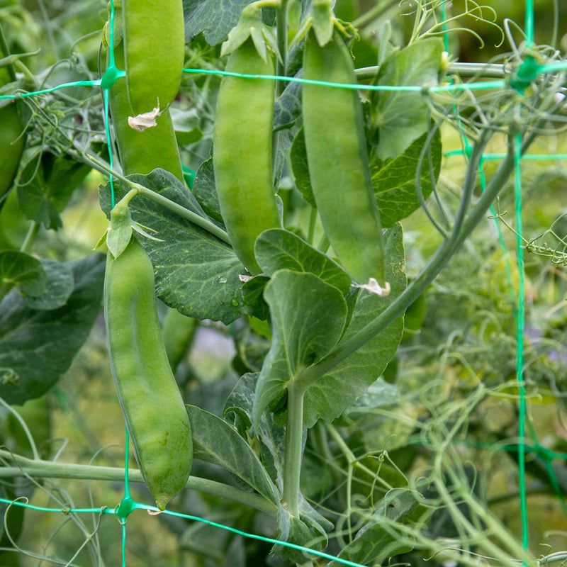 Mangetout Pea 'Snow Wind'
