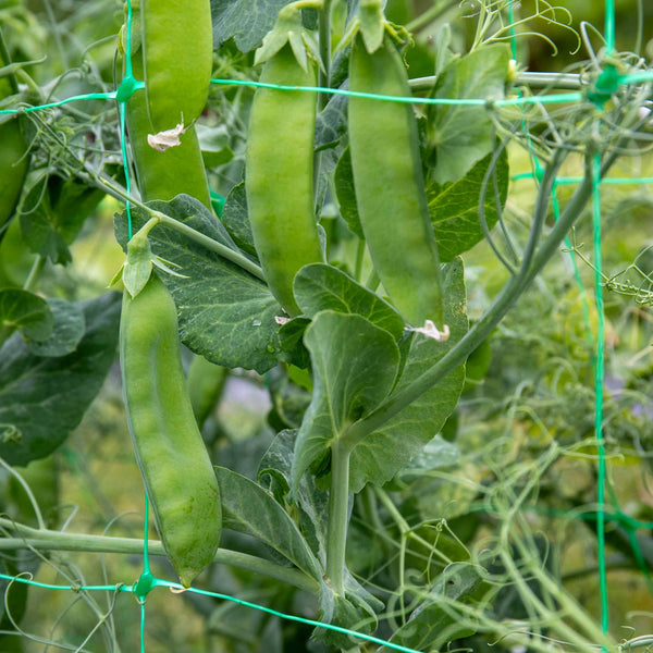 Mangetout Pea Seeds 'Snow Wind' F1