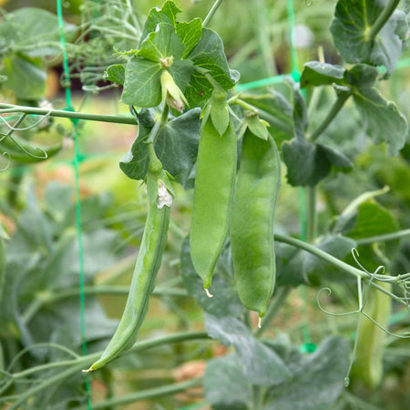 Mangetout Pea Seeds 'Snow Wind' F1