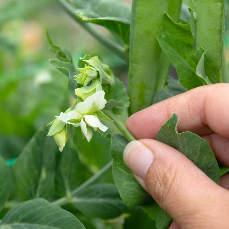 Mangetout Pea Seeds 'Snow Wind' F1