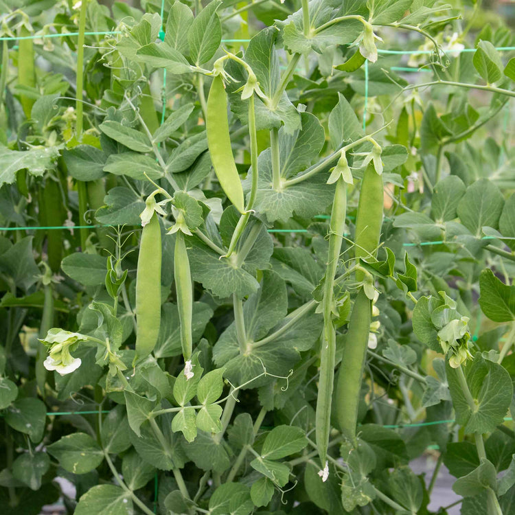 Mangetout Pea 'Snow Wind'