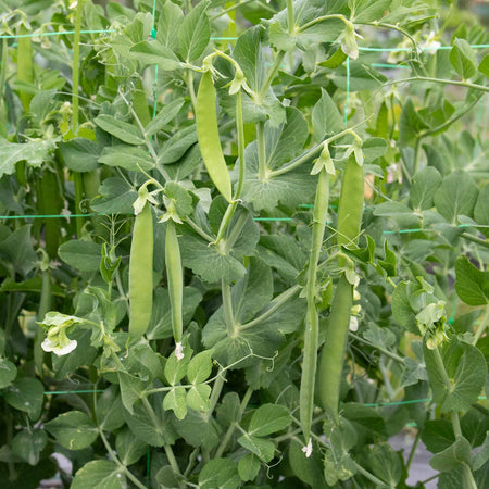 Mangetout Pea Seeds 'Snow Wind' F1