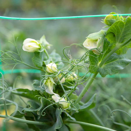 Mangetout Pea Seeds 'Snow Wind' F1