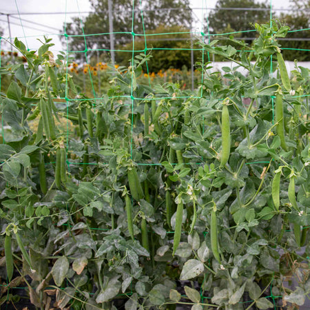  Pea Seeds 'Prelado'  