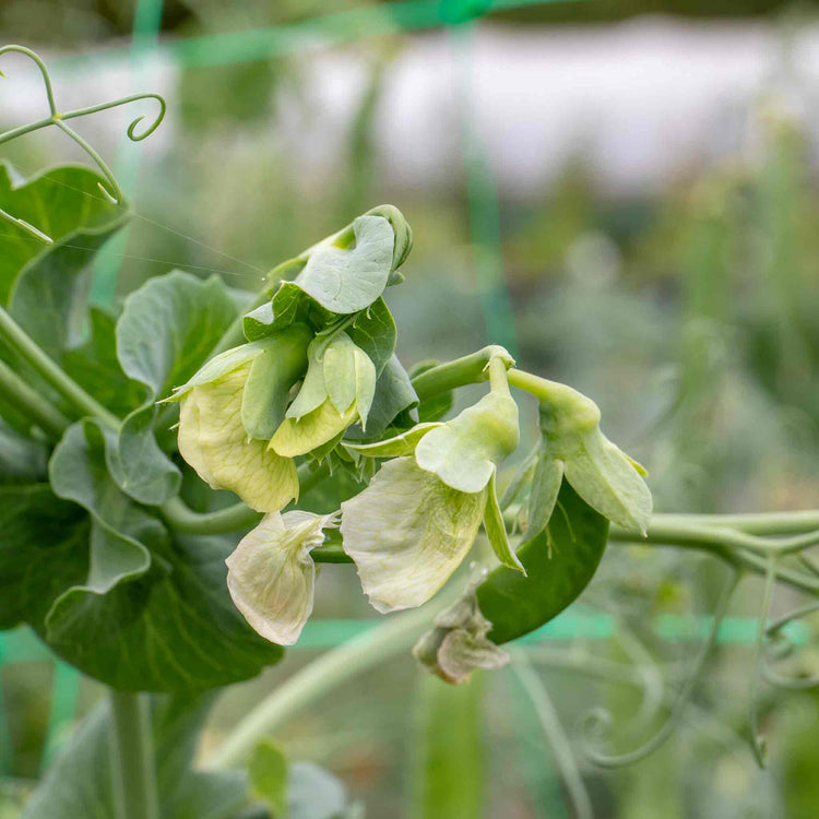  Pea Seeds 'Prelado'  
