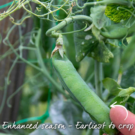 Pea Seeds 'Prelado'  