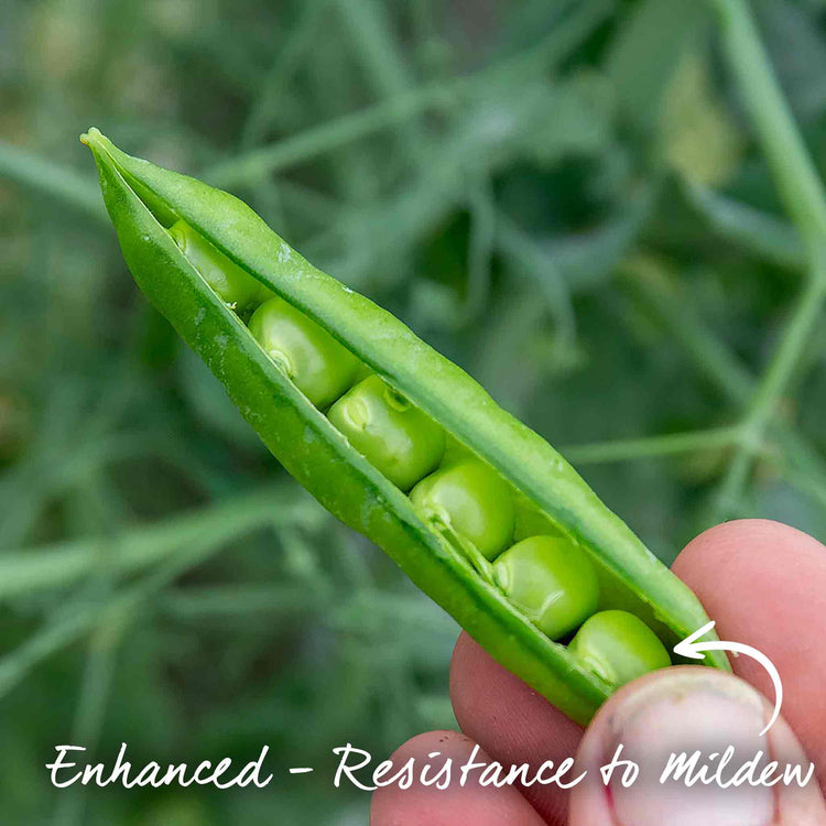 Pea Seeds 'Ruselargo'