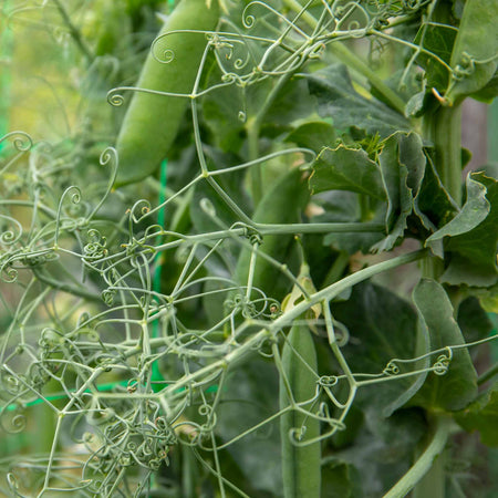 Pea 'Ruselago'
