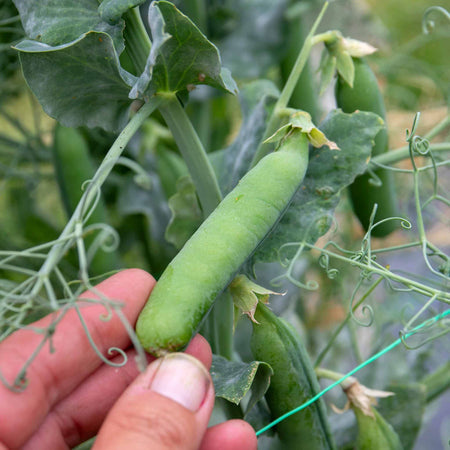 Pea Seeds 'Onward'