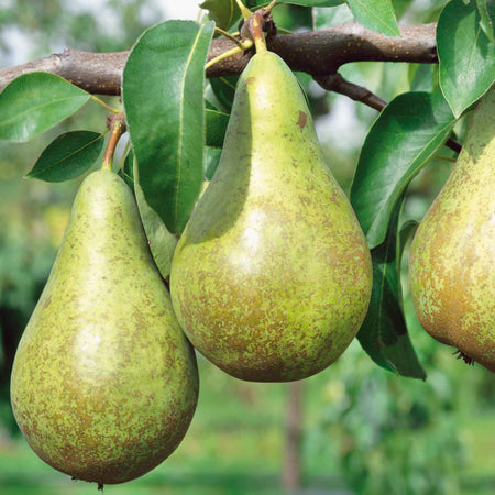 Pear 'Conference'