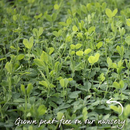 Sweet Pea 'Rhythm and Blues Mix'