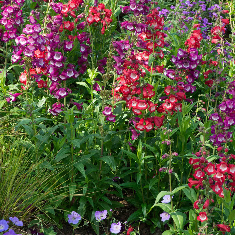 Penstemon 'Arabesque Mixed'