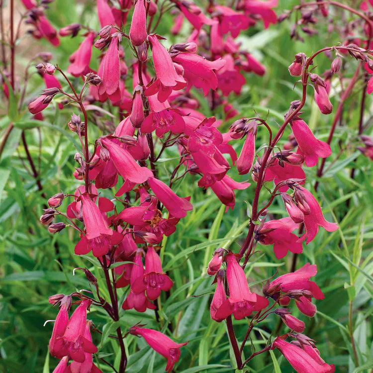 Penstemon 'Garnet'