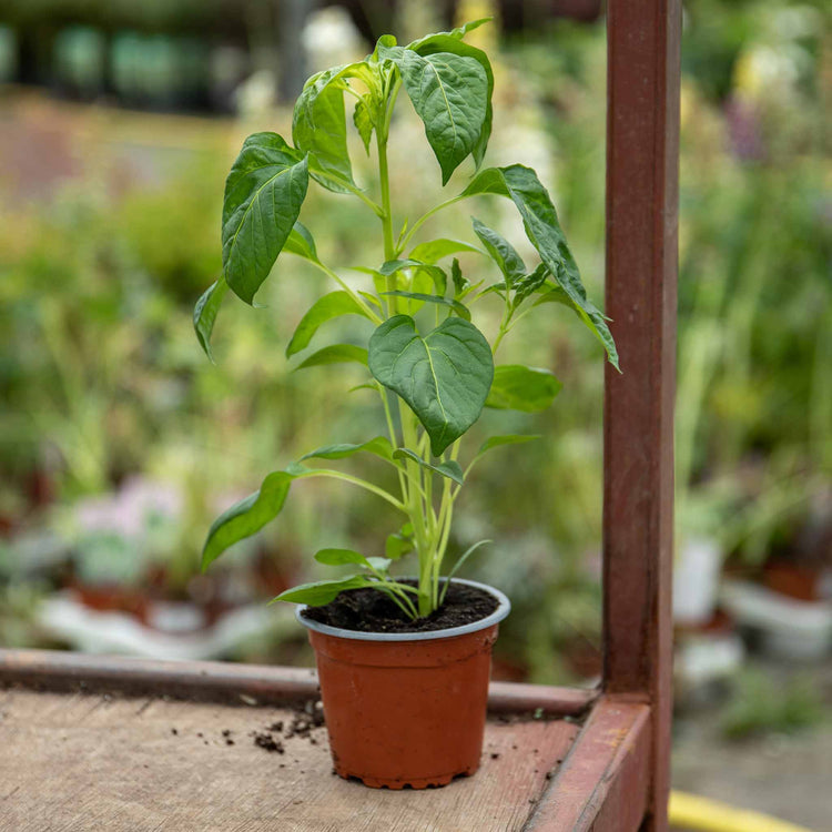 Sweet Pepper 'Corno Yellow Bulls Horn'