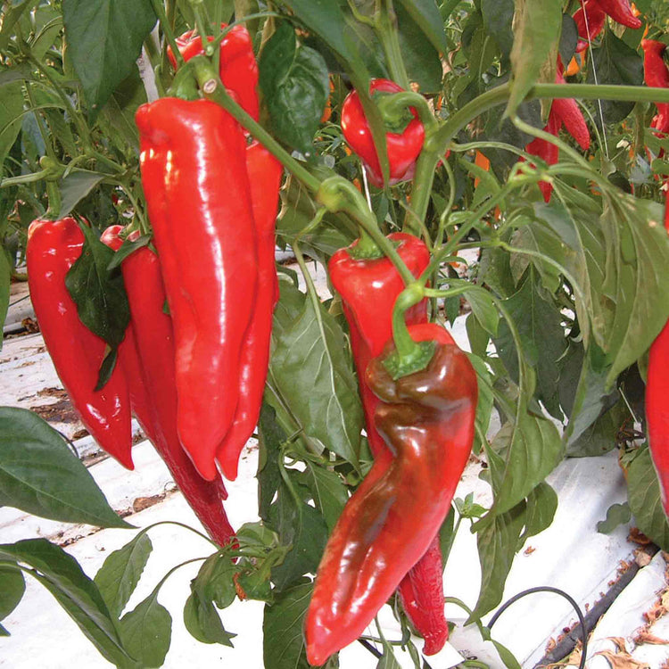Pepper Seeds 'Diablo' F1
