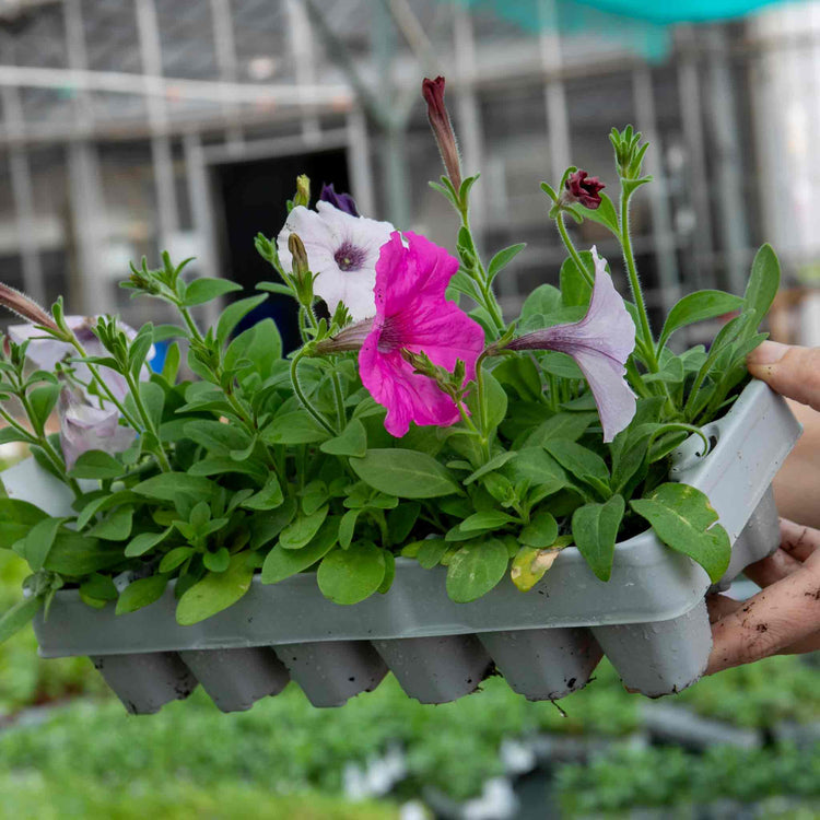 Petunia 'Easy Wave Mix'