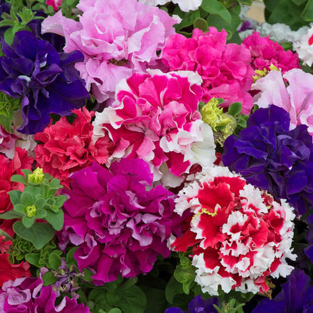 Petunia 'Double Pirouette Mix'