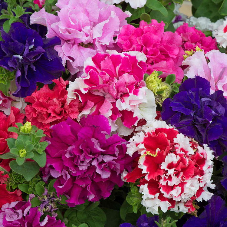 Petunia 'Double Pirouette Mix'