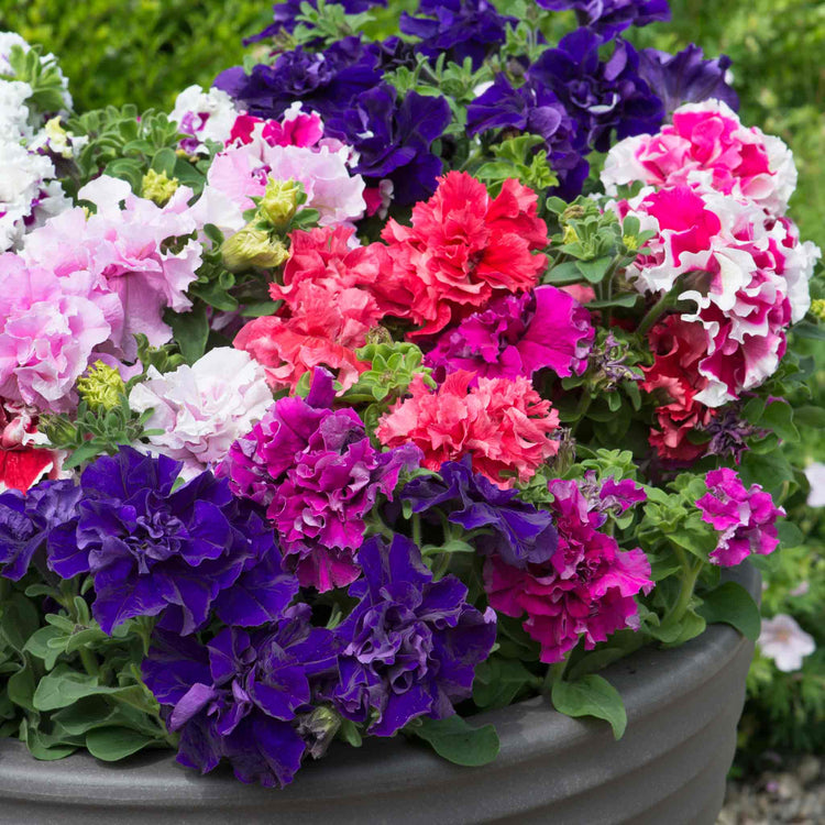 Petunia 'Double Pirouette Mix'