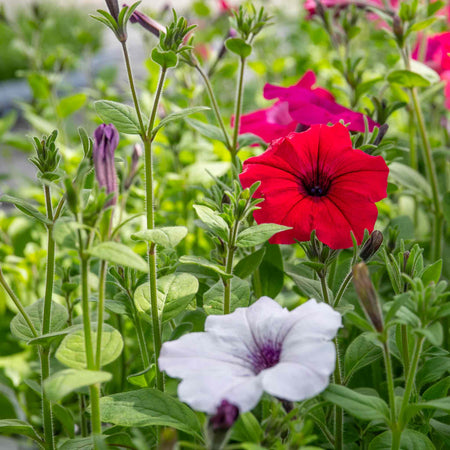 Petunia 'Tidal Wave F1 Mixed'