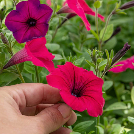 Petunia 'Tidal Wave F1 Mixed'