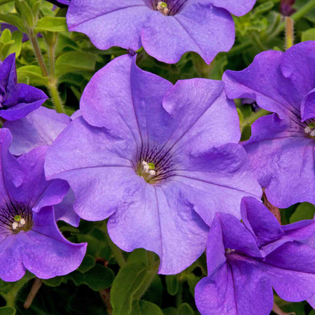 Petunia 'Surfinia Heavenly Blue'