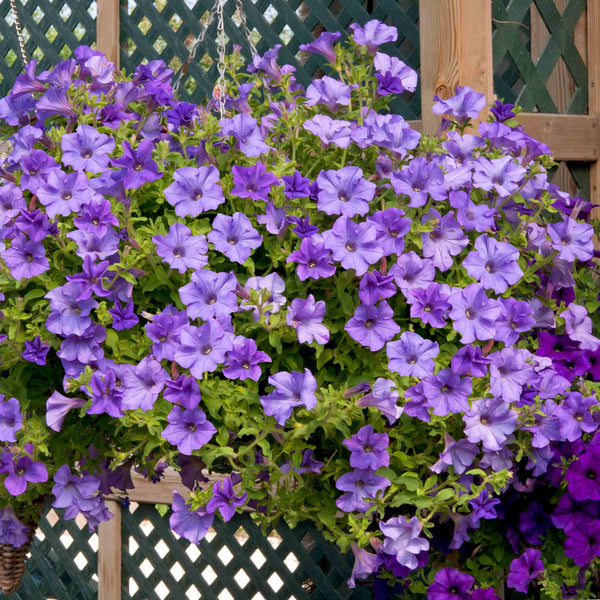 Petunia 'Surfinia Heavenly Blue'