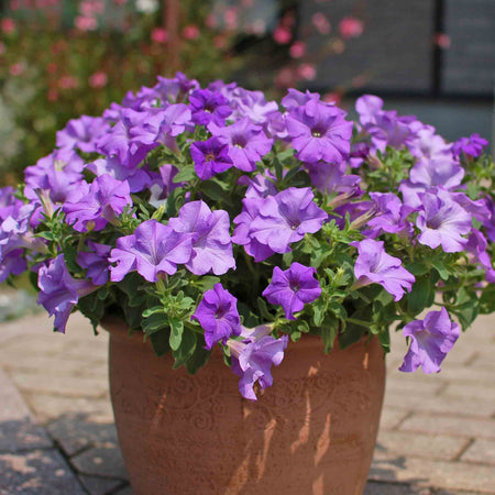 Petunia 'Surfinia Heavenly Blue'