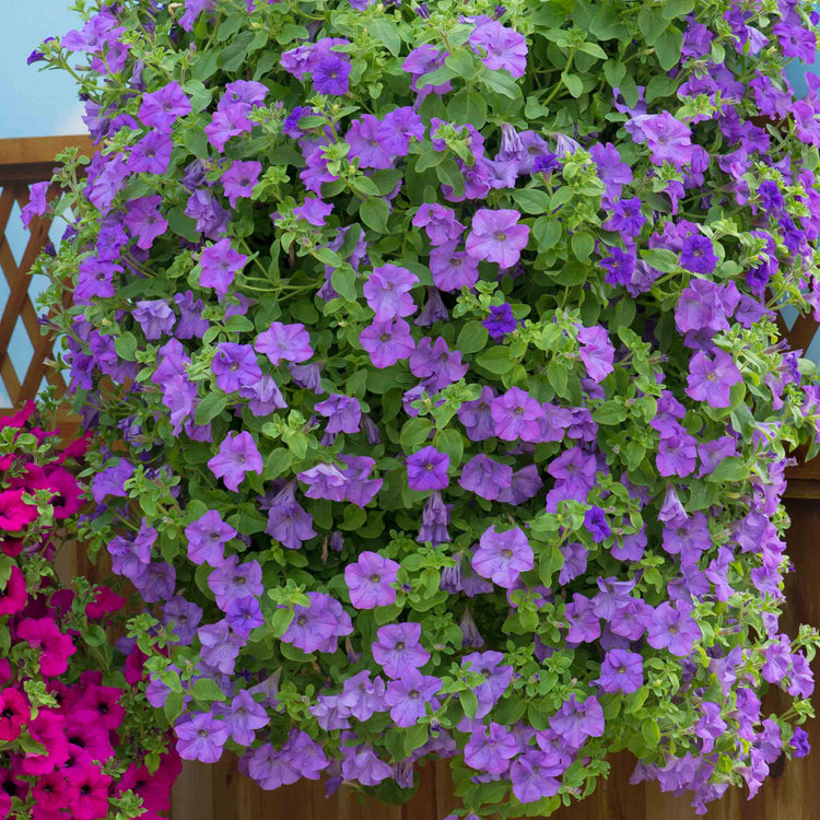 Petunia 'Surfinia Heavenly Blue'