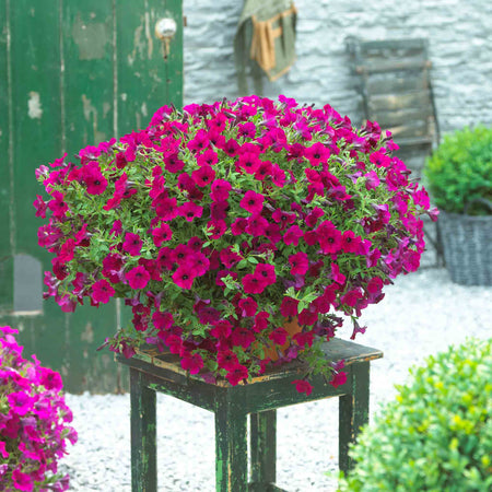 Petunia Surfinia 'Purple'