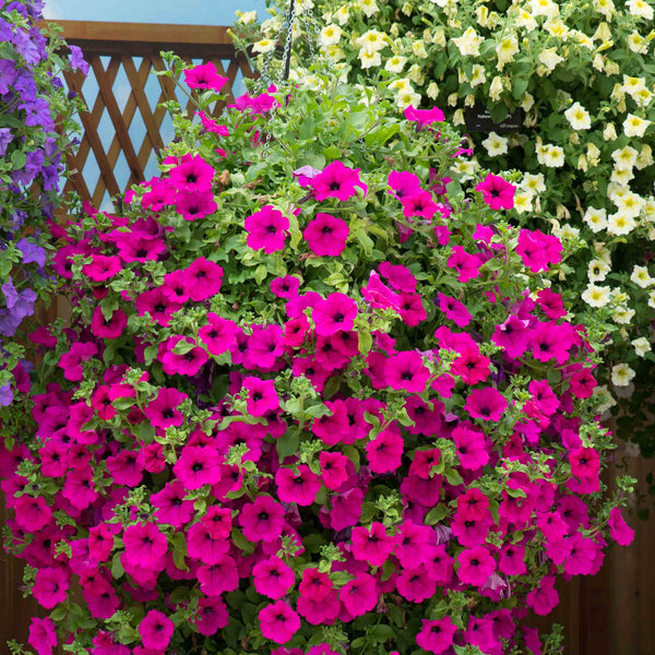 Petunia Surfinia 'Purple'