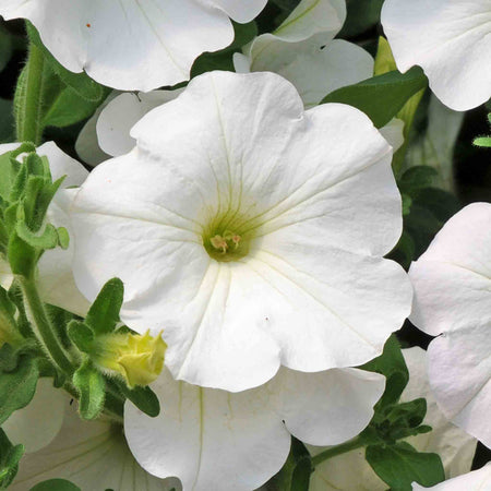 Petunia Surfinia 'Snow'
