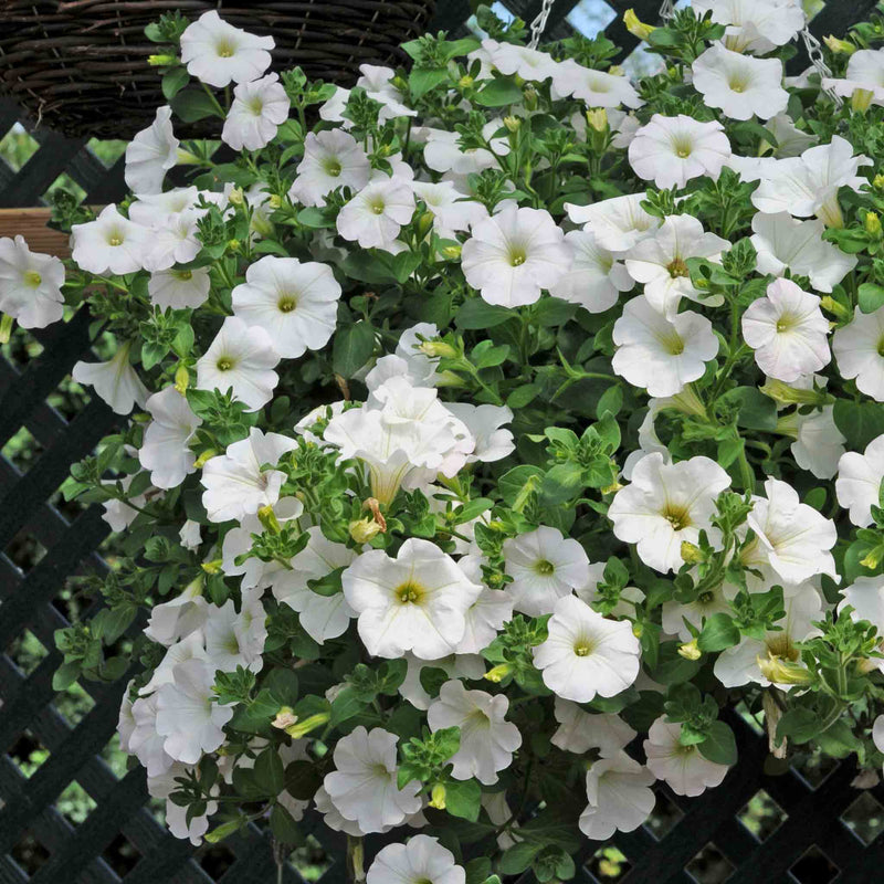 Petunia Surfinia 'Snow'