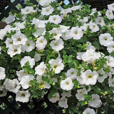Petunia Surfinia 'Snow'