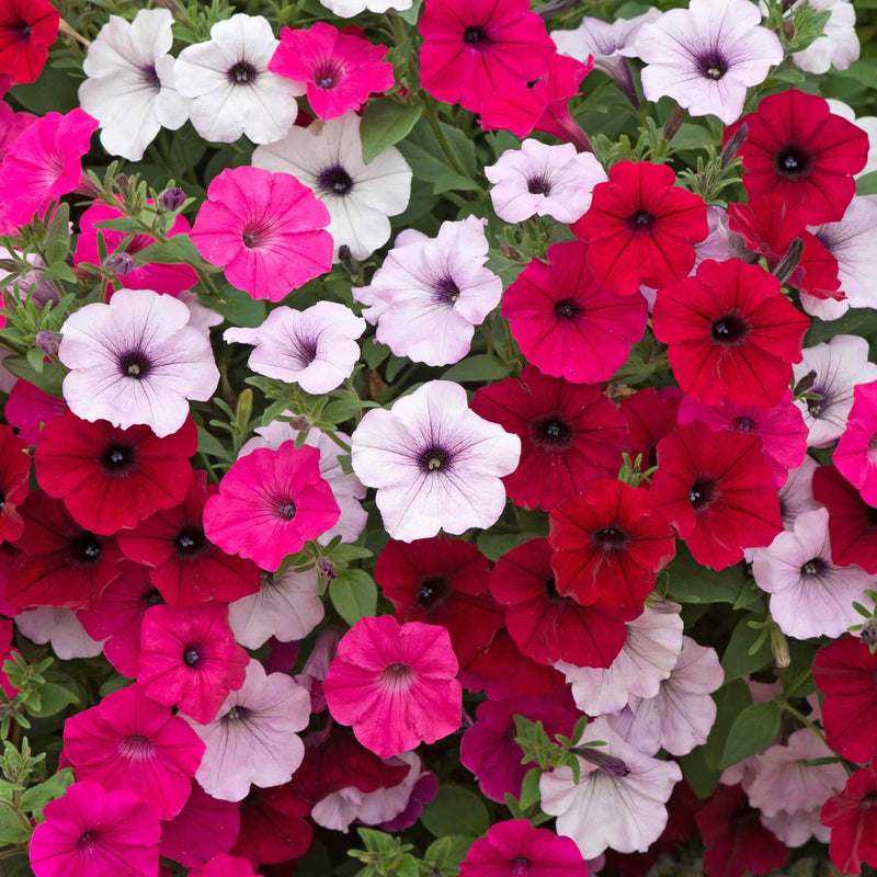 Petunia 'Tidal Wave F1 Mixed'