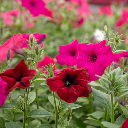 Petunia 'Tidal Wave F1 Mixed'