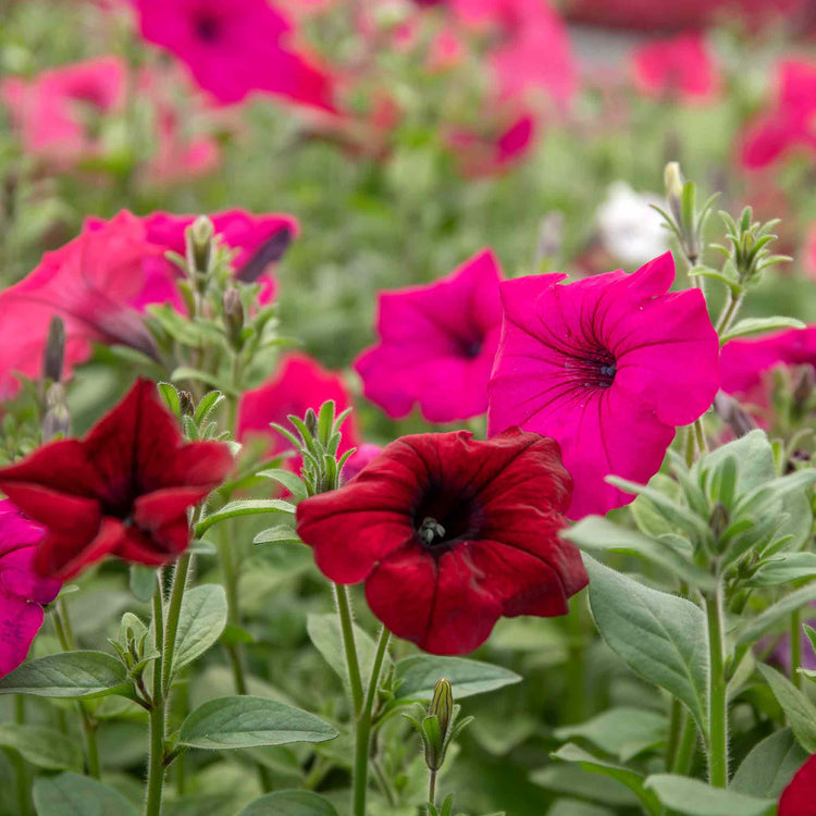 Petunia 'Tidal Wave F1 Mixed'